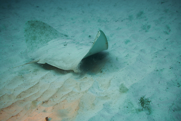 포토 JPG 해외이미지 동물 야생동물 바다 섬 여행 자연 낚시 어류 사람없음 물 파란색 검은색 바닷속 수중 수영 광선 원형 산호 잠수부 생태계 다이빙 암초 깊이 해외포토 자연요소 도형 컬러 레저 수중동물 수상스포츠 자포동물 전문직 수중스포츠 파일형식 이미지허브