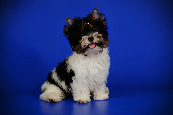 포토 JPG 해외이미지 동물 1 행복 새끼 백그라운드 새로움 털 사람없음 빨간색 반려동물 귀여움 검은색 거울 흰색 개 달콤 강아지 작음 요크셔테리어 테리어 활 솜털 송곳니 기르기 비버 삼색 해외포토 감정 컬러 컨셉 포유류 맛 치아 크기 돌봄 파일형식 이미지허브