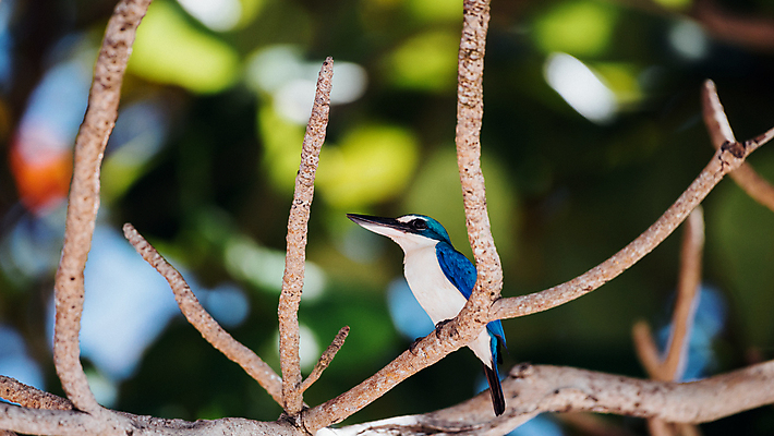 포토 JPG 해외이미지 주간 야생동물 자연 조류 사람없음 야외 아웃포커스 나뭇가지 사냥 물새 물총새 해외포토 자연요소 나무 동물 촬영기법 생태계 파일형식 이미지허브