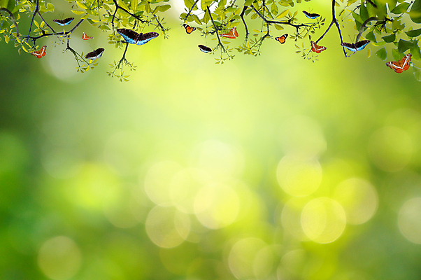 포토 JPG 해외이미지 나무 식물 디자인 계절 공원 꽃 백그라운드 잎 패턴 밭 자연 하늘 추상 부활절 새로움 프레임 잔디 사람없음 초록색 빛 햇빛 태양 뷰티 환경 정원 맑음 봄 활발 신선 숲 데이지 보케 내추럴 블러 효과 해외포토 자연요소 공공시설 기념일 컬러 컨셉 무늬 농업 날씨 생태계 파일형식 이미지허브