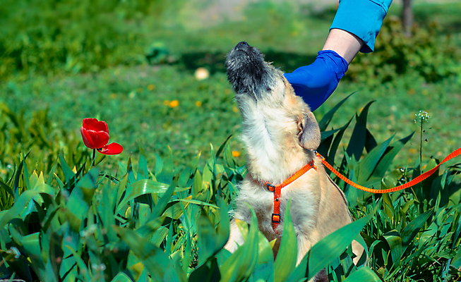 포토 JPG 해외이미지 동물 옷 꽃 무기 곰 관리 사람 잔디 사람없음 야외 빨간색 파란색 반려동물 맑음 만지기 튤립 간호사 의사 침대 대접 개 강아지 화단 수의사 돌봄 타격 해외포토 식물 컬러 가구 포유류 모션 날씨 의료진 파일형식 이미지허브