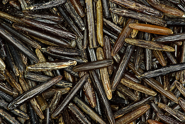 포토 JPG 해외이미지 백그라운드 재료 밥 추상 건강 씨앗 사람없음 갈색 쌓기 검은색 어둠 낟알 시리얼 날것 논밭 생식 해외포토 식물 음식 컬러 무늬 밭 모션 논 파일형식 이미지허브