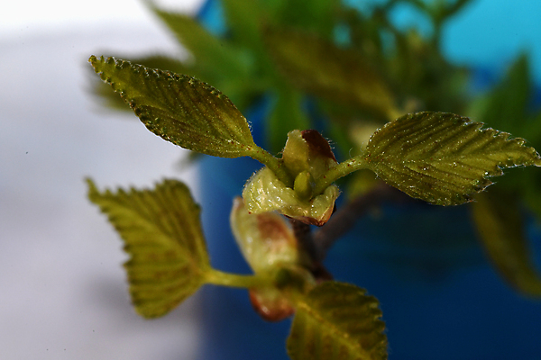 포토 JPG 해외이미지 식물 꽃잎 잎 자연 사람없음 뷰티 귀걸이 봄 숲 그리너리 해외포토 계절 꽃 장신구 생태계 파일형식 트랜드컬러 이미지허브