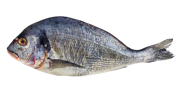 포토 JPG 해외이미지 산업 클리핑패스 음식 바다 백그라운드 다이어트 낚시 건강 육류 어류 요리 사람없음 식당 냉동 식사 추위 신선 잡기 시장 맛 시원함 먹기 해산물 날것 고립 단백질 생식 해외포토 컨셉 식재료 모션 레저 상점 수중동물 영양소 파일형식 이미지허브