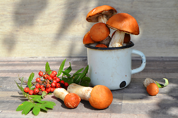 포토 JPG 해외이미지 식물 계절 음식 백그라운드 다이어트 채소 재료 자연 주방용품 건강 요리 사람없음 컵 빨간색 빛 갈색 금속 주방 버섯 머그컵 시골 신선 그룹 맛 정상 숲 유기농 날것 머리위 소금 자작나무 내추럴 곰팡이 그물버섯 식용 옛날 채식주의자 해외포토 나무 식기 웰빙 컬러 생활용품 컨셉 재질 생태계 채식 파일형식 이미지허브