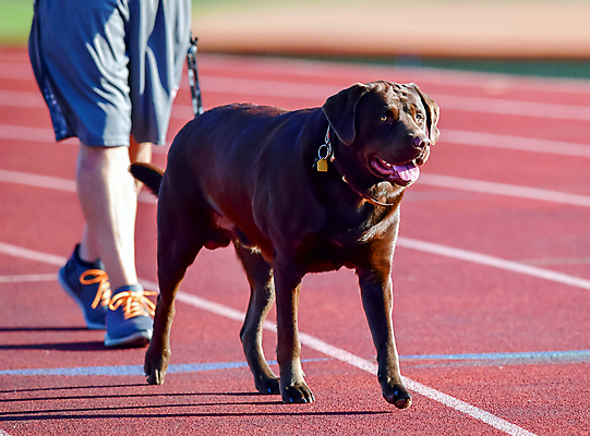 포토 JPG 해외이미지 가족 놀이 실험 사람없음 농장 개 리트리버 강아지 쓰레기 래브라도리트리버 혀 사냥개 언니 기르기 남동생 해외포토 농업 포유류 관계 반려동물 입 자매 동생 돌봄 파일형식 이미지허브