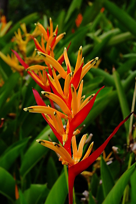 포토 JPG 해외이미지 주간 섬 왕관 사람없음 야외 뷰티 호주 기중기 냄새 꿀 열대꽃 해외포토 자연요소 꽃 중장비 오세아니아 파일형식 이미지허브