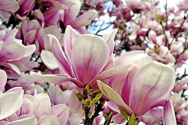 포토 JPG 해외이미지 주간 분홍색 사람없음 야외 아웃포커스 봄 목련 해외포토 자연요소 계절 꽃 컬러 촬영기법 파일형식 이미지허브