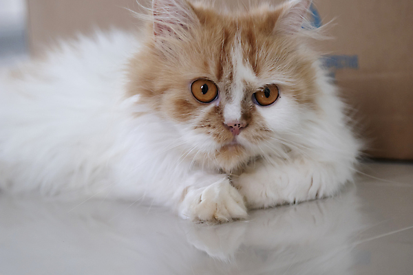 포토 JPG 해외이미지 동물 한마리 1 응시 얼굴 포유류 바닥 주택 털 실내 앉기 사람없음 반려동물 귀여움 고양이 흰색 모피 깃털 슛 부드러움 솜털 길이 거짓말 경보 기르기 해외포토 시선 컬러 컨셉 모션 내부 건물 신체부위 감각 돌봄 파일형식 이미지허브