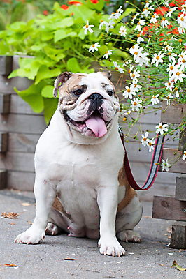 포토 JPG 해외이미지 주간 공원 사람없음 야외 반려동물 개 강아지 즐거움 불독 해외포토 자연요소 동물 공공시설 감정 포유류 파일형식 이미지허브