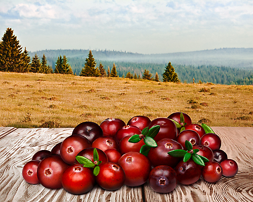 포토 JPG 해외이미지 음식 백그라운드 잎 밭 자연 탁자 산 사람없음 목재 숲 변소 크랜베리 카피스페이스 해외포토 나무 식물 열매 가구 농업 재료 공백 생태계 파일형식 이미지허브
