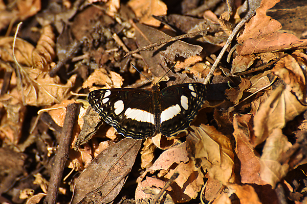 포토 JPG 해외이미지 계절 야생동물 나비 곤충 백그라운드 잎 겨울 패턴 자연 건조 안테나 종류 사람없음 야외 가로 뷰티 갈색 환경 사진촬영 펼침 흰색 점 막대기 벌레 질감 서식지 내추럴 고립 남아프리카 해외포토 식물 동물 컬러 무늬 통신 모션 아프리카 촬영 생태계 파일형식 이미지허브