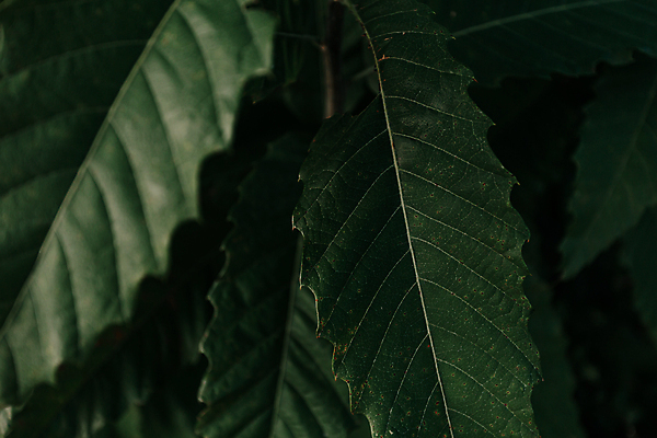 포토 JPG 해외이미지 백그라운드 잎 자연 사람없음 초록색 소프트포커스 해외포토 식물 컬러 촬영기법 생태계 파일형식 이미지허브