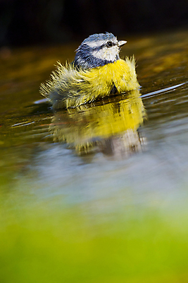 포토 JPG 해외이미지 동물 유럽 음료 야생동물 날개 자연 조류 사람없음 초록색 물 환경 목욕 젖음 다양 연못 스페인 보호 숲 갈증 깃털 생태계 생물학 부리 서식지 동물상 무료 보호구역 생태학 해외포토 자연요소 교육 나라 컬러 다수 컨셉 조형물 청결 구역 파일형식 이미지허브