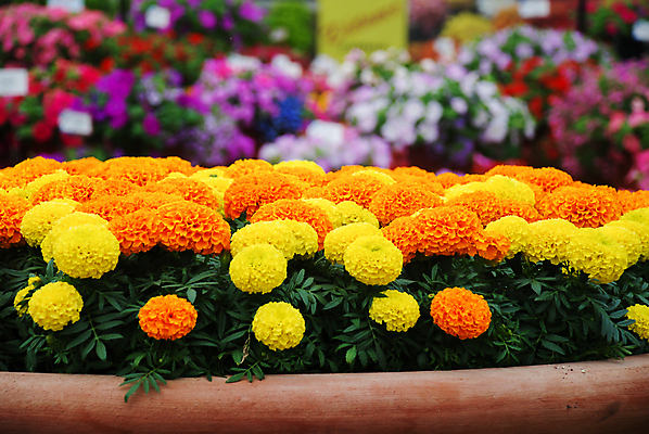 포토 JPG 해외이미지 식물 계절 꽃잎 꽃 꽃다발 백그라운드 꽃무늬 밭 오렌지 자연 사람없음 장식 초록색 여름 컬러풀 뷰티 노란색 머리 정원 봄 활발 벚꽃 흰색 신선 개화 황금 내추럴 고립 아즈텍 해외포토 컬러 컨셉 무늬 농업 과일 신체부위 생태계 파일형식 이미지허브