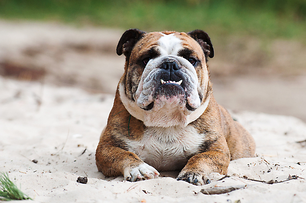 포토 JPG 해외이미지 주간 공원 남자 행복 휴식 따뜻함 앉기 사람없음 야외 반려동물 개 강아지 불독 해외포토 자연요소 동물 공공시설 감정 컨셉 포유류 모션 사람 파일형식 이미지허브