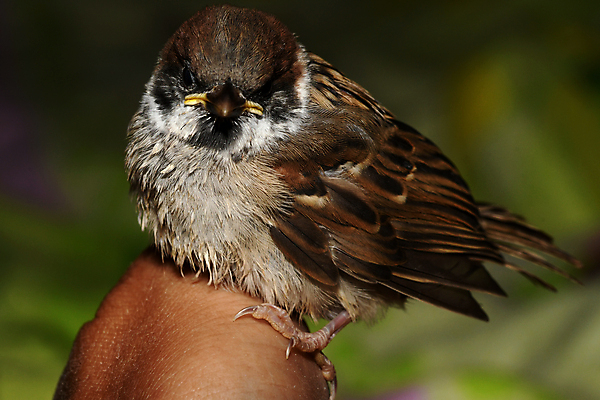 포토 JPG 해외이미지 동물 조류 사람없음 견과류 덩굴 깃털 부리 참새 해외포토 식물 파일형식 이미지허브