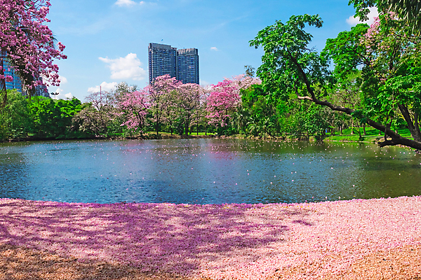 포토 JPG 해외이미지 주간 나무 공원 호수 태국 자연 하늘 사람없음 야외 건물 봄 벚꽃 도시 방콕 해외포토 자연요소 식물 건축물 계절 공공시설 꽃 아시아 생태계 파일형식 이미지허브