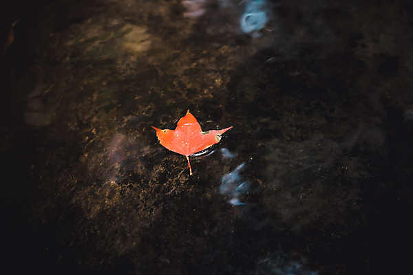 포토 JPG 해외이미지 나무 식물 계절 공원 아시아 여행 백그라운드 단풍 잎 겨울 오렌지 태국 자연 하늘 사람없음 야외 빨간색 초록색 물 빛 컬러풀 뷰티 노란색 환경 일본 봄 나뭇가지 신선 소프트포커스 숲 질감 내추럴 전국 해외포토 자연요소 공공시설 나라 컬러 과일 촬영기법 생태계 파일형식 이미지허브