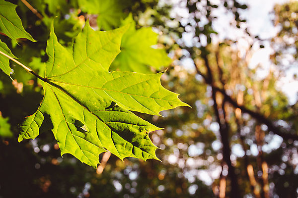 포토 JPG 해외이미지 나무 식물 계절 단풍 잎 캐나다 자연 사람없음 초록색 여름 빛 환경 성장 나뭇가지 신선 싱글 내추럴 광합성 해외포토 컬러 북아메리카 생태계 파일형식 이미지허브