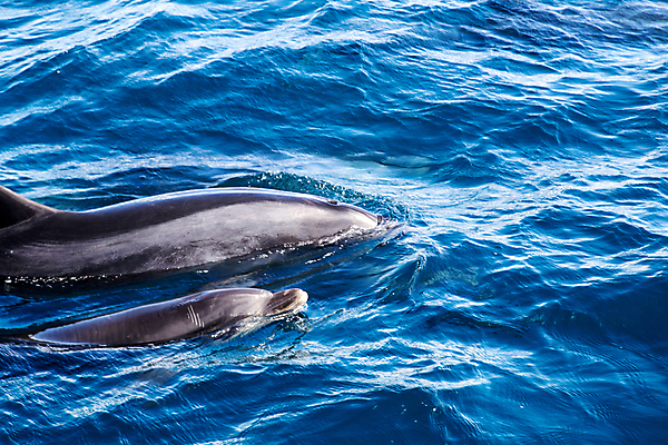 포토 JPG 해외이미지 동물 야생동물 바다 섬 여행 포유류 자연 휴가 새로움 생물 사람없음 물 파란색 수영 회색 젖음 자유 아기 만 돌고래 뉴질랜드 지느러미 태평양 수영선수 내추럴 생태학 지능 해외포토 자연요소 교육 컬러 컨셉 운동선수 사람 수중동물 수상스포츠 오세아니아 생태계 파일형식 이미지허브