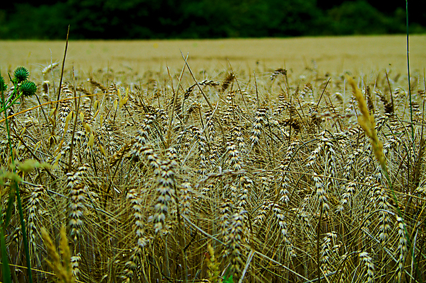 포토 JPG 해외이미지 식물 계절 음식 빵 밭 농업 재료 자연 건강 사람없음 야외 농작물 농장 농경지 노란색 환경 프랑스 수확 성장 시골 닫기 낟알 시리얼 밀 유기농 귀 밀가루 밀짚 내추럴 밭일 세련 해외포토 웰빙 유럽 산업 컬러 모션 곡류 신체부위 짚 가루 생태계 파일형식 이미지허브