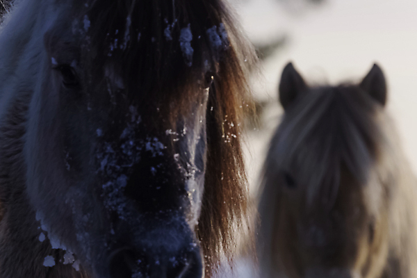포토 JPG 해외이미지 동물 겨울 자연 하늘 아침 사람없음 파란색 환경 힘 회색 시골 신용카드 승마 북극 스마트 피부 꼬리 갈기 솜털 망아지 기르기 무료 유래 찰과상 해외포토 주간 계절 새끼 스포츠 컬러 컨셉 신체부위 금융 말_동물 상처 극지방 생태계 돌봄 파일형식 이미지허브