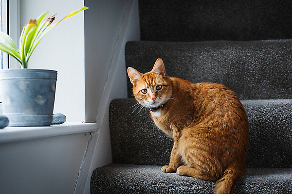 포토 JPG 해외이미지 동물 백그라운드 오렌지 창문 포유류 수염 주택 털 사랑 성인 사람없음 빛 반려동물 소파 고양이 가축 호랑이 기다림 모피 얼룩무늬 완벽 해외포토 감정 컨셉 무늬 의자 과일 모션 사람 건물 파일형식 이미지허브