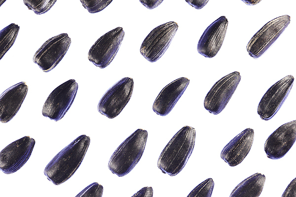 포토 JPG 해외이미지 포스터 백그라운드 패턴 농업 재료 해바라기 씨앗 사람없음 검은색 그룹 작음 먹기 묘사 유기농 질감 고립 해외포토 식물 웰빙 꽃 산업 컬러 무늬 모션 크기 파일형식 이미지허브