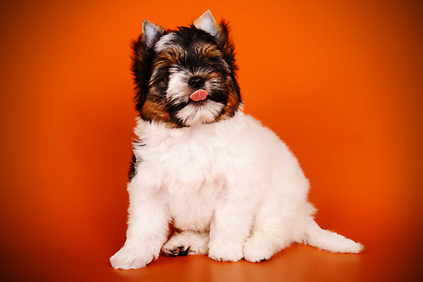 포토 JPG 해외이미지 나무 동물 1 행복 새끼 백그라운드 크리스마스 공 휴가 새로움 털 미소 사람없음 장식 빨간색 반려동물 산타클로스 귀여움 검은색 거울 흰색 개 달콤 강아지 작음 샴페인 요크셔테리어 테리어 연도 활 솜털 송곳니 기르기 비버 삼색 해외포토 식물 기념일 감정 컬러 컨셉 포유류 주류 표정 맛 치아 크기 돌봄 파일형식 이미지허브