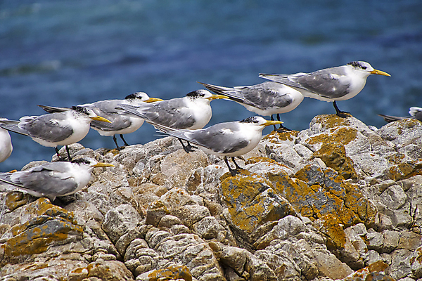 포토 JPG 해외이미지 동물 야생동물 날개 아프리카 자연 조류 사람없음 초록색 환경 다양 보호 깃털 생태계 생물학 부리 서식지 대서양 남아프리카 동물상 무료 보호구역 생태학 해외포토 교육 나라 바다 컬러 다수 컨셉 조형물 구역 파일형식 이미지허브