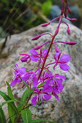 포토 JPG 해외이미지 식물 계절 꽃잎 꽃 분홍색 꽃무늬 밭 자연 산 노르웨이 사람없음 빨간색 초록색 여름 컬러풀 보라색 봄 들꽃 벚꽃 개화 허브 제비꽃 내추럴 스칸디나비아 해외포토 유럽 컬러 무늬 농업 생태계 파일형식 이미지허브