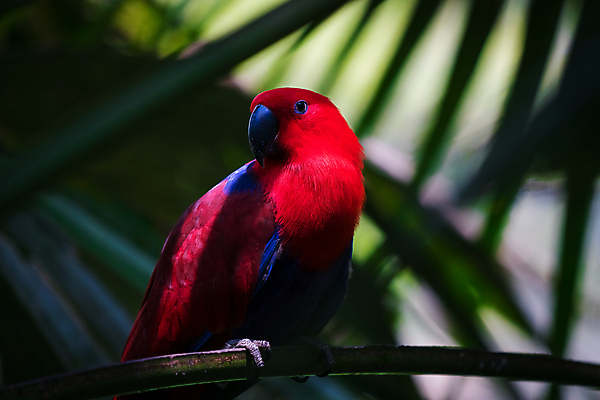 포토 JPG 해외이미지 동물 야생동물 백그라운드 자연 조류 동물원 앉기 사람없음 빨간색 초록색 파란색 반려동물 컬러풀 노란색 흰색 나뭇가지 닫기 깃털 부리 앵무새 싱가폴 강렬 동물상 이국적 해외포토 나무 아시아 컬러 모션 조형물 생태계 파일형식 이미지허브