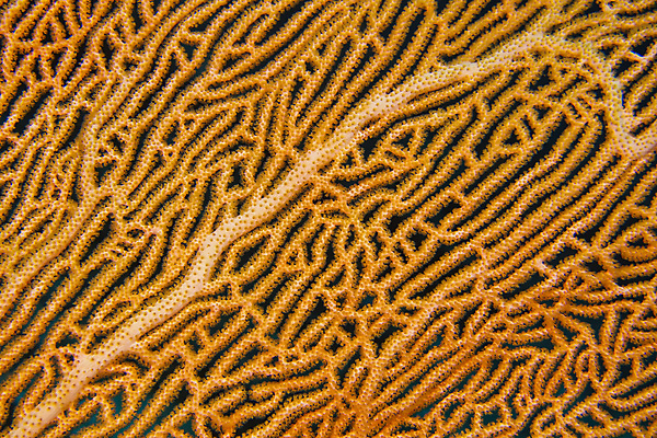 포토 JPG 해외이미지 동물 아시아 야생동물 바다 자연 휴식 사람없음 물 환경 수중 다양 산호 잠수함 생태계 다이빙 생물학 암초 서식지 인도양 몰디브 깊이 동물상 생태학 식민지 해외포토 자연요소 교육 나라 다수 컨셉 조형물 수영 자포동물 수중스포츠 파일형식 이미지허브