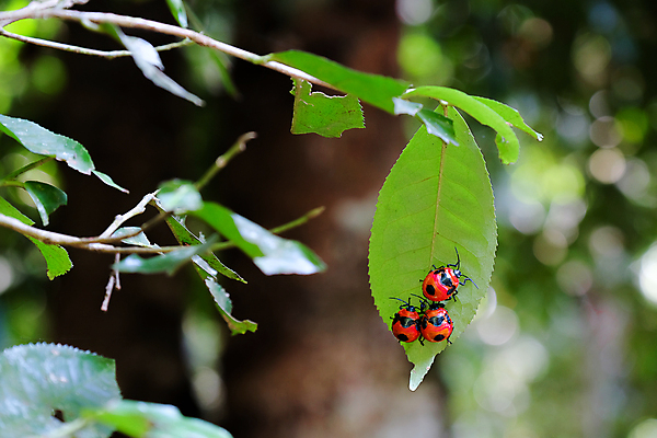 포토 JPG 해외이미지 나무 식물 동물 디자인 분홍색 곤충 백그라운드 잎 가족 자연 사람없음 빨간색 컬러풀 뷰티 검은색 흰색 신선 그룹 닫기 벌레 숲 딱정벌레 거인 고립 해외포토 컬러 관계 모션 생태계 파일형식 이미지허브