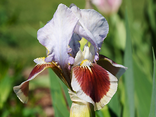포토 JPG 해외이미지 식물 계절 꽃잎 꽃 꽃무늬 자연 사람없음 야외 환경 정원 봄 성장 벚꽃 신선 개화 닫기 생태계 원예 화단 붓꽃 내추럴 영원 해외포토 무늬 모션 취미 파일형식 이미지허브
