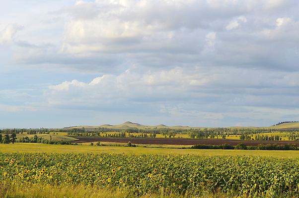 포토 JPG 해외이미지 식물 꽃 백그라운드 밭 농업 자연 하늘 해바라기 사람없음 야외 초록색 파란색 태양 농장 노란색 맑음 성장 시골 내추럴 해외포토 자연요소 산업 컬러 날씨 생태계 파일형식 이미지허브