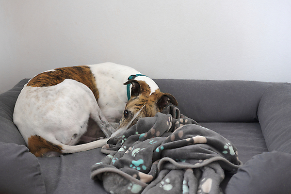 포토 JPG 해외이미지 라이프스타일 응시 여자 얼굴 백그라운드 패턴 가정 포옹 발 휴식 주택 털 피곤 사람없음 반려동물 우주 회색 추위 흰색 침대 잠 구출 개 담요 수줍음 꼬리 영토 위치 시트 평야 프리미엄 해외포토 동물 시선 감정 컬러 가구 컨셉 무늬 포유류 안기 자연 사람 건물 생활 신체부위 도움 파일형식 이미지허브