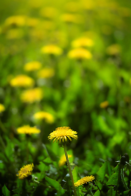 포토 JPG 해외이미지 식물 꽃잎 꽃 꽃다발 꽃무늬 밭 자연 사람없음 초록색 노란색 봄 약초 소프트포커스 민들레 다발 허브 흰배경 해외포토 계절 컬러 백그라운드 무늬 농업 촬영기법 흰색 풀_식물 생태계 파일형식 이미지허브
