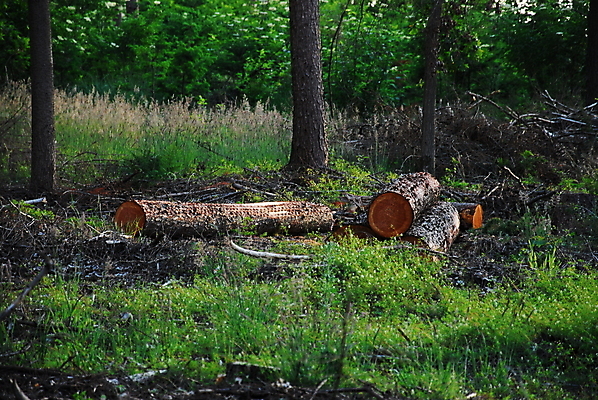 포토 JPG 해외이미지 나무 계절 자연 풍경 잔디 사람없음 야외 목재 여름 봄 저녁 숲 공터 해외포토 식물 재료 야간 생태계 파일형식 이미지허브