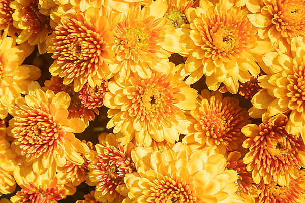 포토 JPG 해외이미지 식물 디자인 꽃잎 꽃 꽃다발 잎 꽃무늬 패턴 오렌지 자연 휴식 국화 사람없음 장식 초록색 컬러풀 뷰티 노란색 귀여움 정원 봄 벚꽃 나뭇가지 신선 닫기 달콤 내추럴 해외포토 나무 계절 컬러 컨셉 무늬 과일 모션 맛 생태계 파일형식 이미지허브