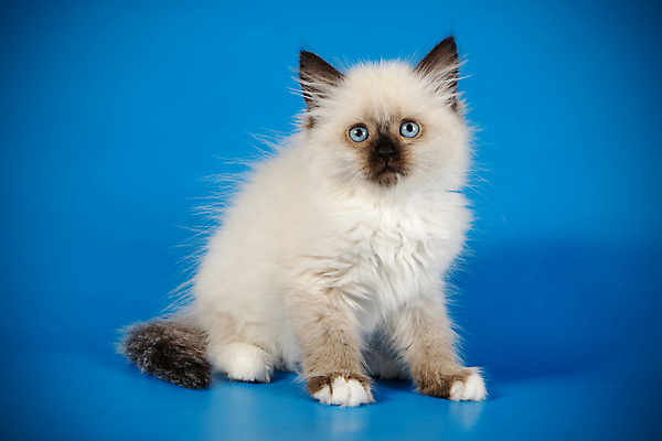 포토 JPG 해외이미지 한마리 사람없음 파란색 반려동물 고양이 네바마스커레이드 해외포토 동물 1 컬러 포유류 파일형식 이미지허브