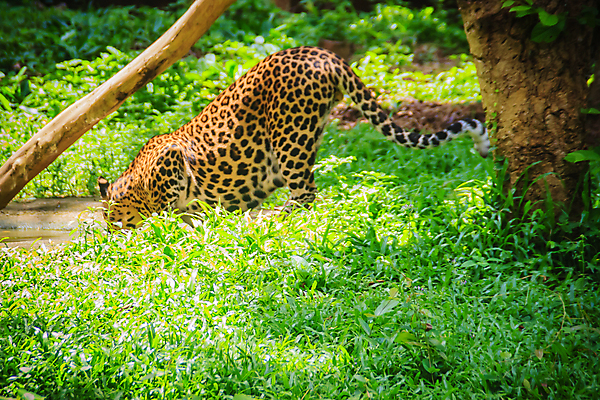 포토 JPG 해외이미지 주간 나무 한마리 야생동물 아프리카 자연 초원 사람없음 야외 아웃포커스 강 숲 맹수 표범 물마시기 해외포토 자연요소 식물 동물 1 나라 포유류 촬영기법 마시기 생태계 파일형식 이미지허브