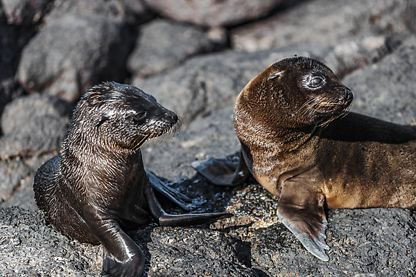 포토 JPG 해외이미지 동물 야생동물 새끼 모래 바다 섬 여행 자연 휴가 국립공원 사람없음 물 여행객 수영 미국 다양 아기 남아메리카 사자 크루즈 물개 에콰도르 이구아나 갈라파고스 멸종 남쪽 해외포토 자연요소 공원 다수 북아메리카 배_교통 포유류 파충류 아메리카 사람 바다동물 수상스포츠 방향 생태계 파일형식 이미지허브