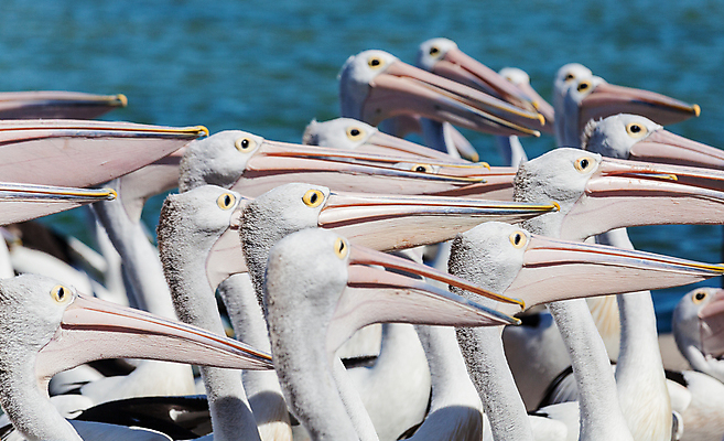 포토 JPG 해외이미지 야생동물 바다 분홍색 여행 백그라운드 컨셉 패턴 자연 조류 사람없음 물 파란색 여행객 흰색 호주 펠리컨 깃털 부리 수유 해외포토 자연요소 동물 컬러 무늬 사람 오세아니아 생태계 파일형식 이미지허브