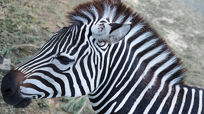 포토 JPG 해외이미지 동물 라이프스타일 손 공원 여자 야생동물 어린이 음식 가족 자연 세포 함께함 동물원 사람 성인 사람없음 야외 초록색 여름 울타리 반려동물 여행객 검은색 아기 관찰 아빠 먹이 먹기 감옥 주말 얼룩말 새장 내추럴 해외포토 계절 공공시설 컬러 컨셉 관계 모션 생활 신체부위 담장 말_동물 생태계 케이지 파일형식 이미지허브