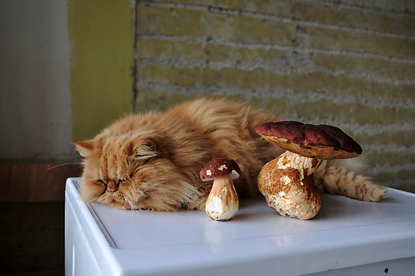 포토 JPG 해외이미지 음식 털 건강 앉기 사람없음 내부 빨간색 반려동물 고양이 버섯 잠 맛 큼 먹기 배고픔 유기농 솜털 생강 내추럴 거짓말 그물버섯 해외포토 동물 웰빙 컬러 컨셉 채소 포유류 모션 크기 파일형식 이미지허브