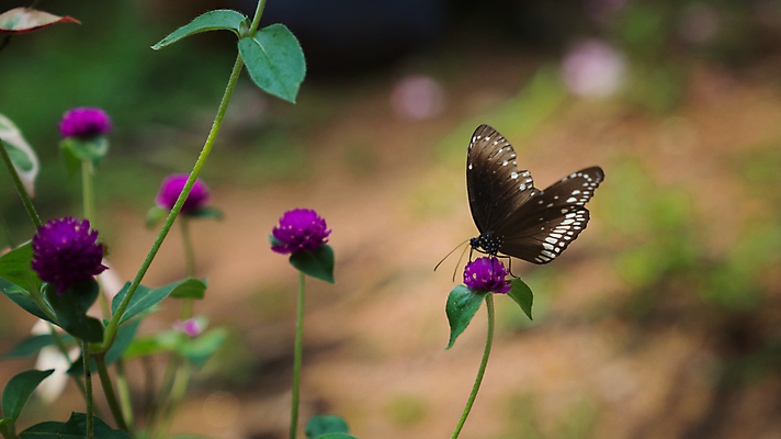 포토 JPG 해외이미지 식물 동물 꽃 야생동물 나비 곤충 백그라운드 꽃무늬 패턴 날개 자연 사람없음 초록색 여름 뷰티 갈색 정원 검은색 흰색 닫기 인도인 까마귀 내추럴 케랄라주 핵심 해외포토 외국인 계절 컬러 무늬 모션 조류 동양인 인도_나라 생태계 파일형식 이미지허브