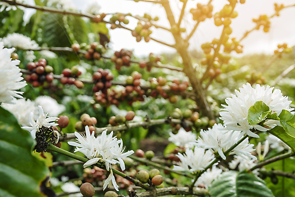 포토 JPG 해외이미지 나무 식물 열매 산업 아시아 커피 음료 음식 백그라운드 잎 농업 과일 자연 콩 사람없음 야외 가로 빨간색 초록색 농작물 농장 수확 성장 나뭇가지 신선 굽기 유기농 날것 따뜻한음료 밭일 생태학 숙성 아라비카 카페인 해외포토 웰빙 교육 나라 컬러 곡류 구이 생태계 파일형식 이미지허브