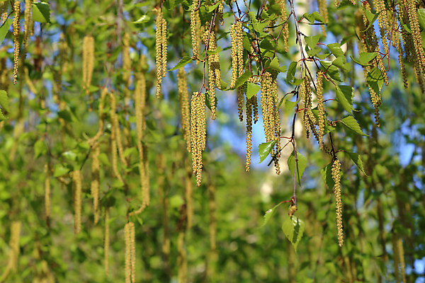 포토 JPG 해외이미지 나무 식물 계절 공원 꽃잎 꽃 백그라운드 낙엽 잎 자연 사람없음 야외 장식 초록색 컬러풀 뷰티 노란색 정원 봄 벚꽃 개화 닫기 원예 자작나무 내추럴 영원 해외포토 공공시설 컬러 모션 취미 생태계 파일형식 이미지허브